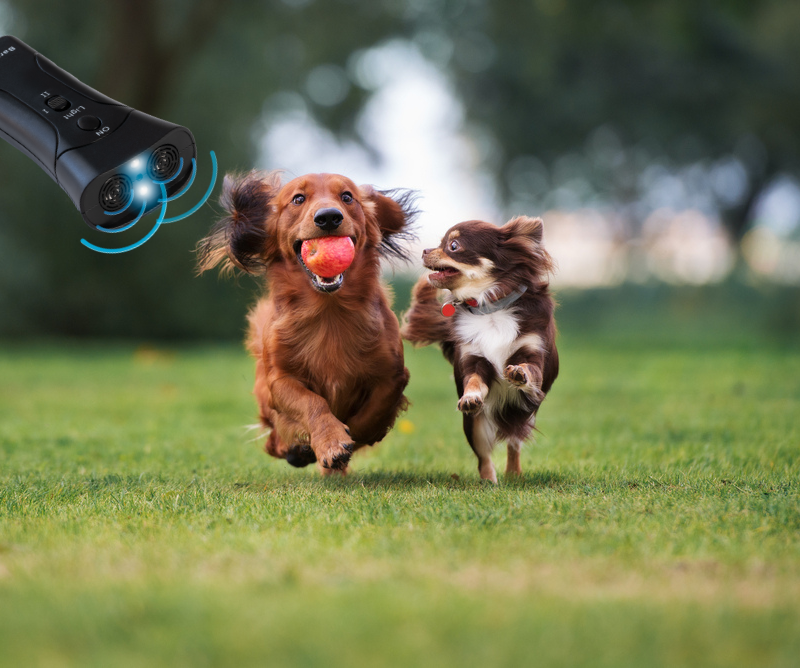 Why BarxBuddy Makes it Possible to Take Your Dog Everywhere